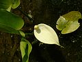 Calla palustris3.jpg