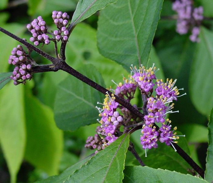 File:Callicarpa bodinieri A.jpg