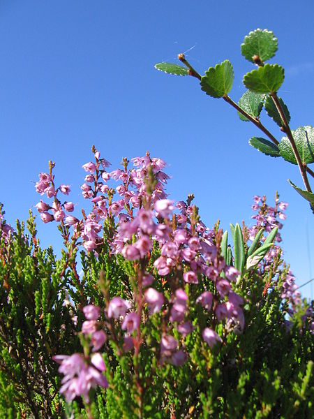 File:Calluna vulgaris betula nana kiiminki 02.jpg