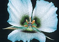 Calochortus howellii