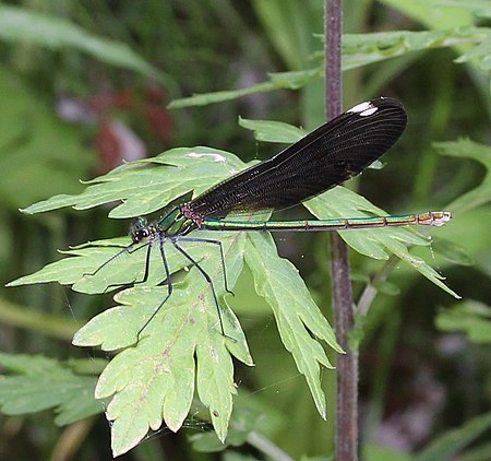 Calopteryx japonica female.JPG