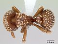 Calyptomyrmex kaurus casent0417157 dorsal 1.jpg