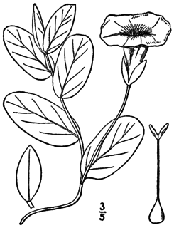 <i>Calystegia spithamaea</i>