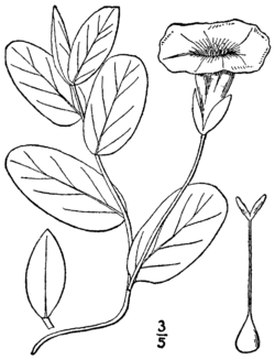 Calystegia spithamaea ssp spithamaea BB-1913.png