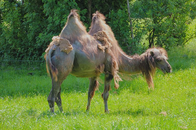 File:Camel at Givskud Zoo.jpg