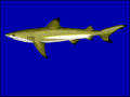 Sketch of a blacktip reef shark