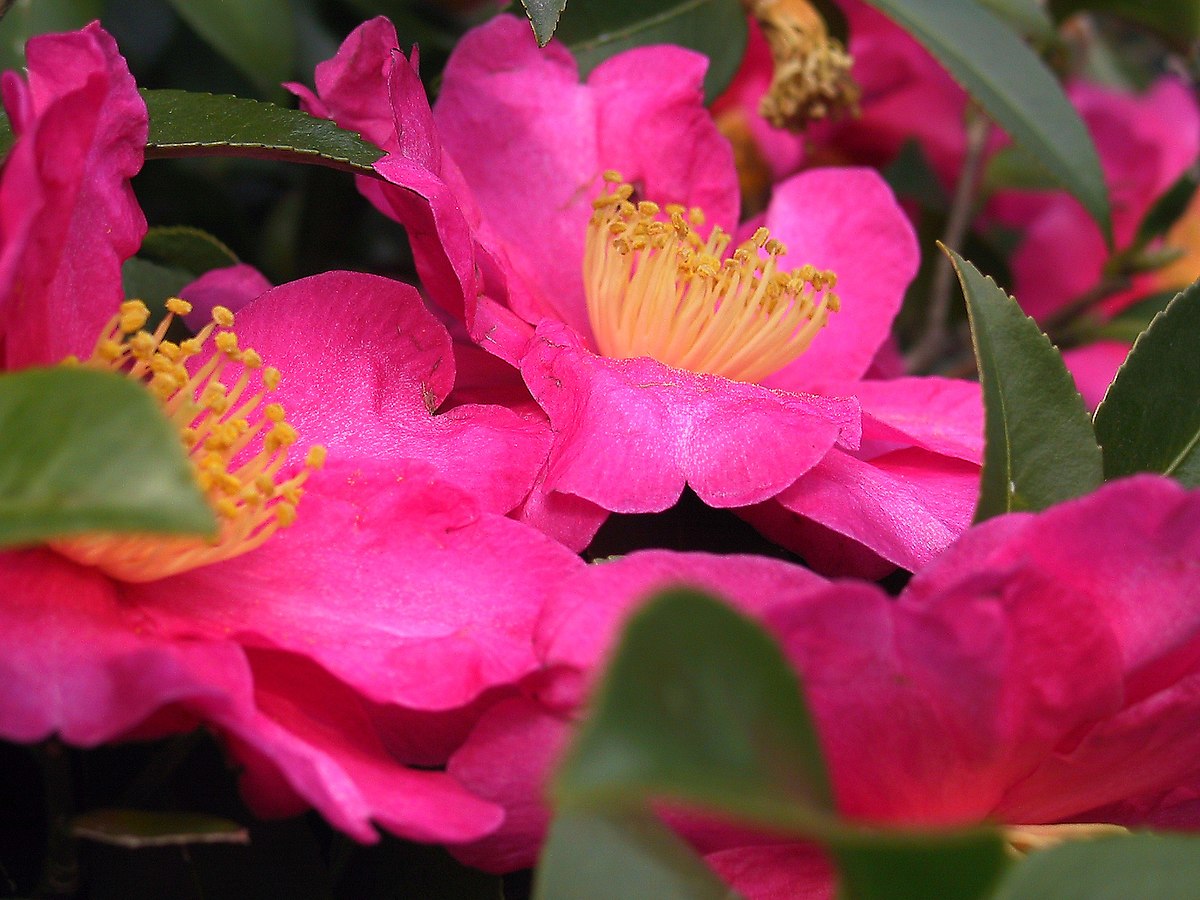 Camellia - Wikipedia