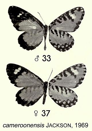 <i>Telipna cameroonensis</i> Species of butterfly