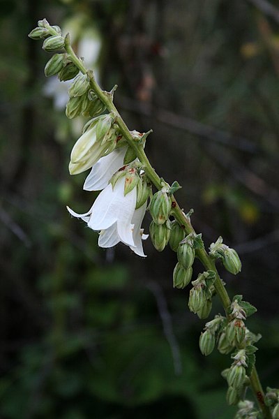 File:Campanula alliariifolia 5.jpg