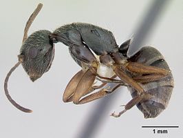 Camponotus cuneidorsus