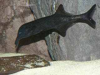 <i>Campylomormyrus</i> Genus of ray-finned fishes