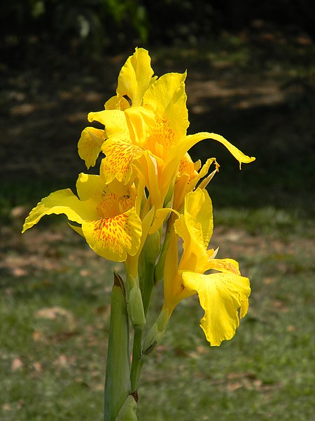 File:Canna - Howrah 2011-03-20 2111.JPG