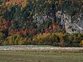 Oies blanches à l'automne