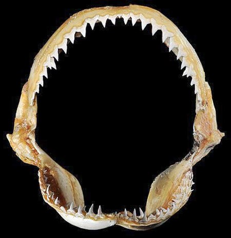 Carcharhinus perezii jaws.jpg