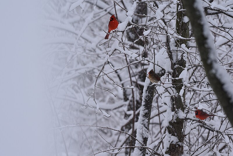 File:Cardinal birding NC 11.2018 DSC 0224.jpg