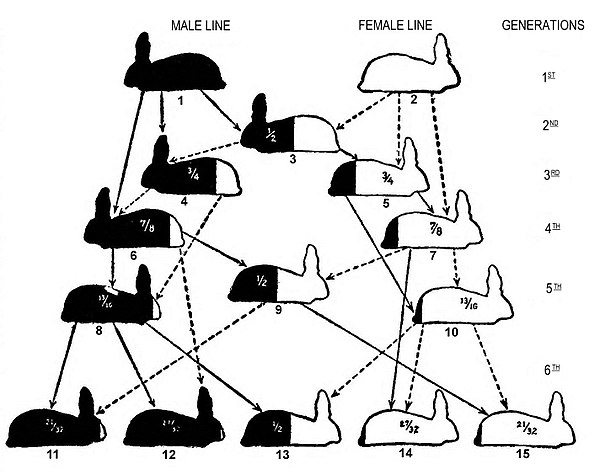 Rabbit Gestation Period Chart