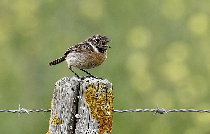 File:Cartaxo-comum, Eurasian Stonechat, (51995303873).jpg