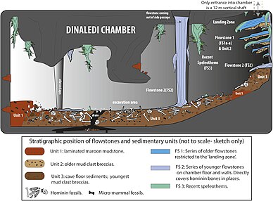Cartoon illustrating the geological and taphonomic context and distribution of fossils, sediments and flowstones within the Dinaledi Chamber.jpg