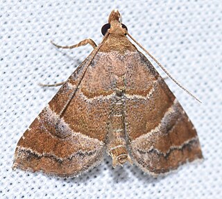 <i>Cecharismena cara</i> Species of moth