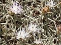 Centaurea horrida Sardinia LM022.jpg