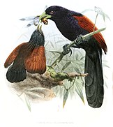 Green-billed coucal and chick CentropusChlororhynchusLegge.jpg