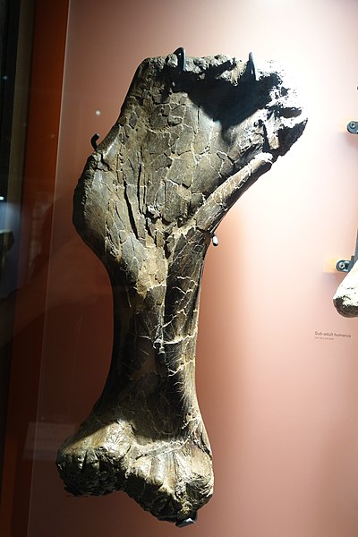 File:Centrosaurus apertus humerus Royal Tyrrell.jpg