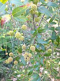 Miniatura para Cephalanthus glabratus