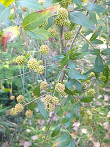 Cephalanthus glabratus importiert von iNaturalist Foto 52480344 am 28. März 2020.jpg