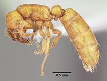 Cerapachys sexspinus casent0104984 profil 1.jpg