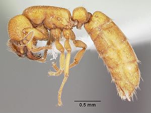 Cerapachys sexspinus casent0104984 profile 1.jpg