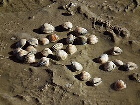 Conchas de berbigões C. edule (Linnaeus, 1758) em planícies de lama ao largo da ilha de Juist, região alemã da Frísia.