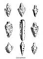 M : Ceraunia[Loc 5] F : « Pierres de foudre », ou plutôt outils et armes préhistoriques[17]