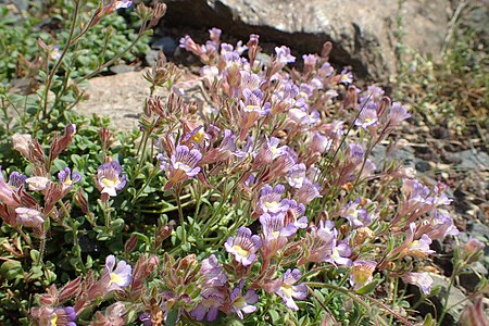 Chaenorhinum_glareosum