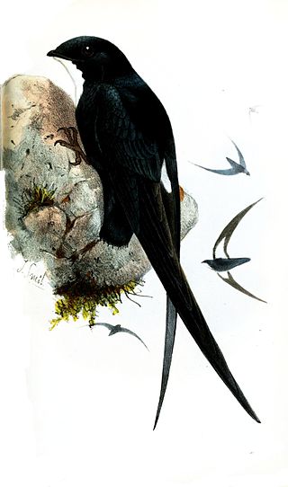 <i>Mearnsia</i> Genus of birds