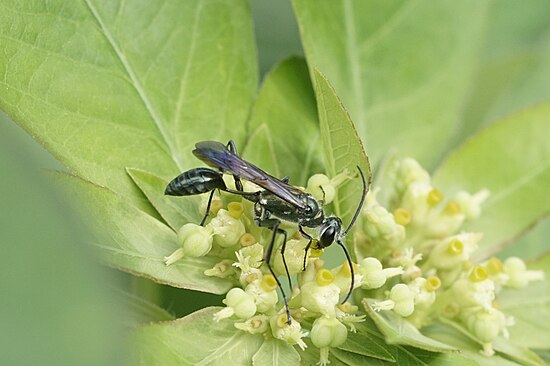 Род ос 5 букв. Chalybion californicum. Chalybion Оса. Chalybion femoratum. Голубая грязевая Оса Chalybion californicum.