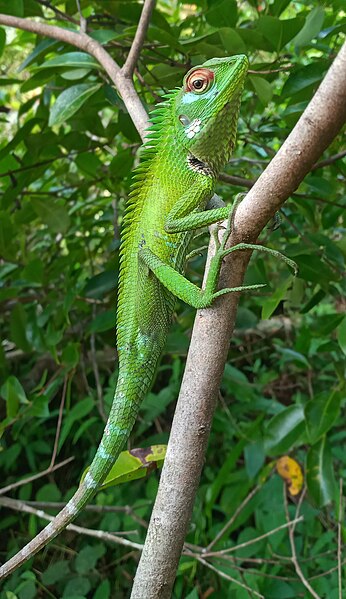 File:Chameleon waits on the tree.jpg