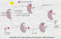 Activación de los aminoácidos por las aminoacil-t-RNA sintetasas