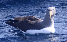 Chatham Albatross (Thalassarche eremita).jpg