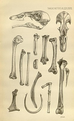 Chenonetta finschin luut 1876 holotype.jpg