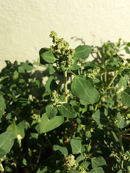 File:Chenopodium vulvaria sl22.jpg