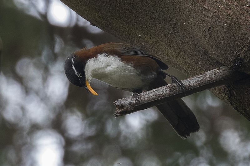 File:Chestnut-backed Scimitar-babbler - Ijen - East Java MG 7589 (29543406140).jpg