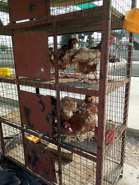 File:Chicken cage and the children.jpg