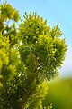 Chinese Thuja (Platycladus orientalis).