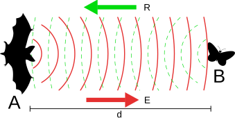 Bat using echolocation to hunt prey Chiroptera echolocation.svg