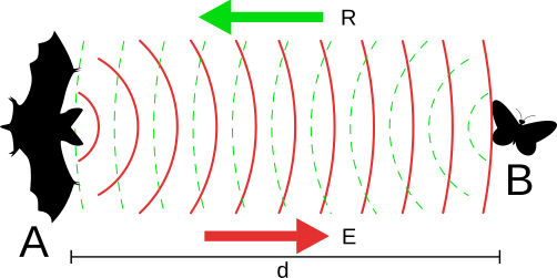 File:Chiroptera echolocation.svg