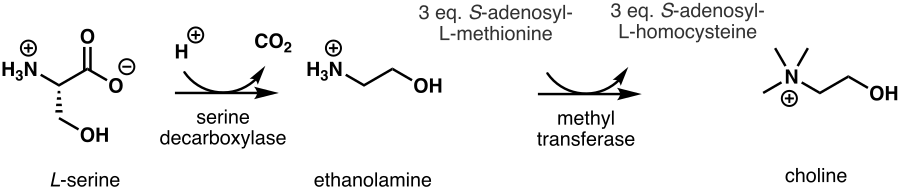 Biosynthesis of choline in plants