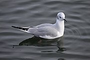 Bonaparte's Gull