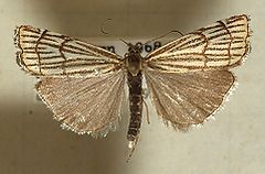 Mounted specimen Chrysocrambus.craterellus.mounted.jpg