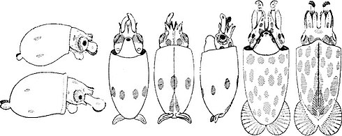 Chtenopteryx sicula paralarvae. Left: Two very young paralarvae. The circular tentacular clubs bear approximately 20 irregularly arranged suckers. Two chromatophores are present on each side of the mantle. Centre: Ventral, dorsal and side views of a more advanced paralarva. An equatorial circulet of seven large yellow-brown chromatophores is present on the mantle. Posteriorly the expanded vanes of the gladius are visible in the dorsal view. Right: Ventral and dorsal views of a very advanced paralarva. Chtenopteryx sicula paralarvae.jpg