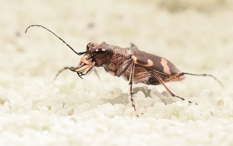 File:Cicindela hybrida 4 Richard Bartz.jpg